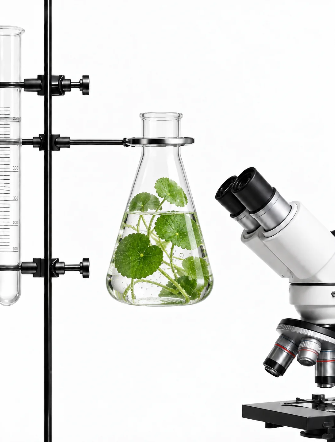 Centella asiatica, a core ingredient across minimalRX formulas